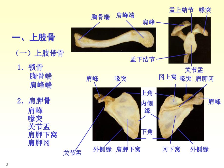 《肢骨骼解剖和骨折》参考PPT_第3页