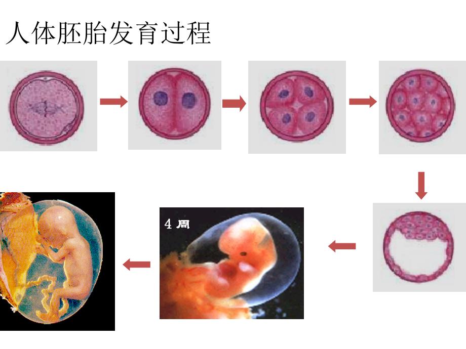 第二节细胞的分化_第3页