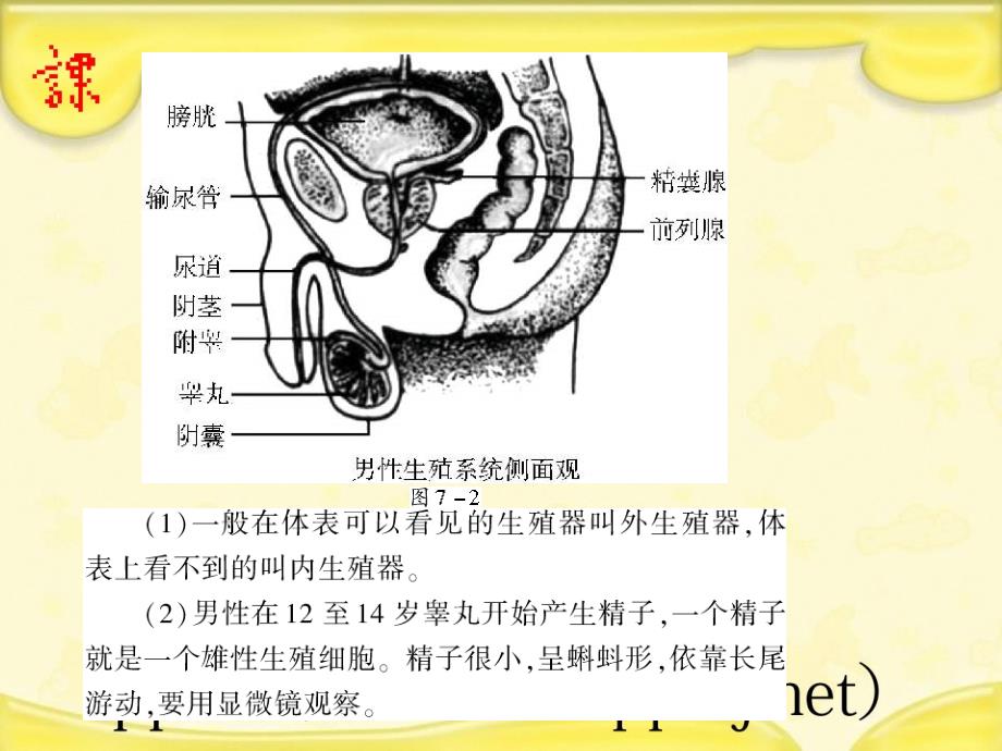 专题七生物圈中生命的延续和发展_第3页