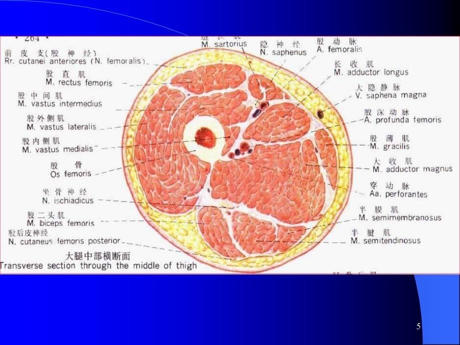 局部解剖学上、下肢参考PPT_第5页