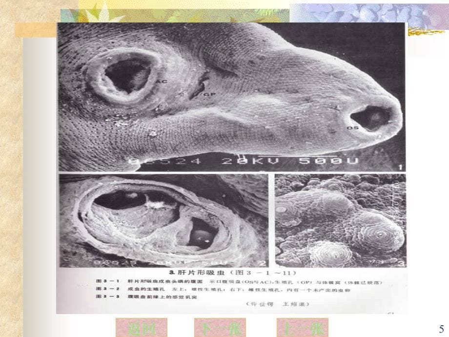 动物寄生虫病学病原图谱参考PPT_第5页