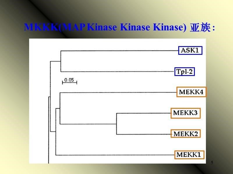 丝裂原活化蛋白激酶参考PPT_第5页