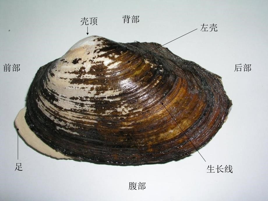 动物学实验四河蚌解剖参考PPT_第5页