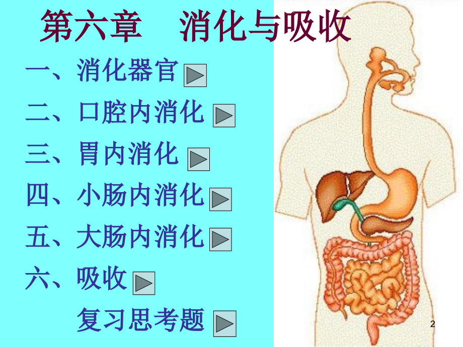 生理学消化系统知识参考PPT_第2页