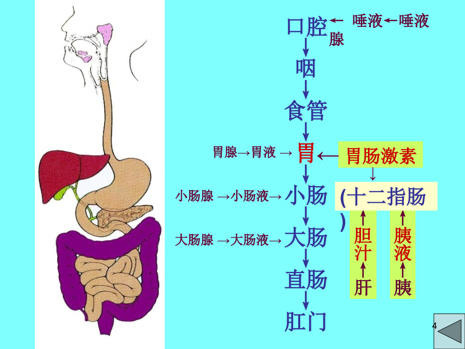 生理学消化系统知识参考PPT_第4页