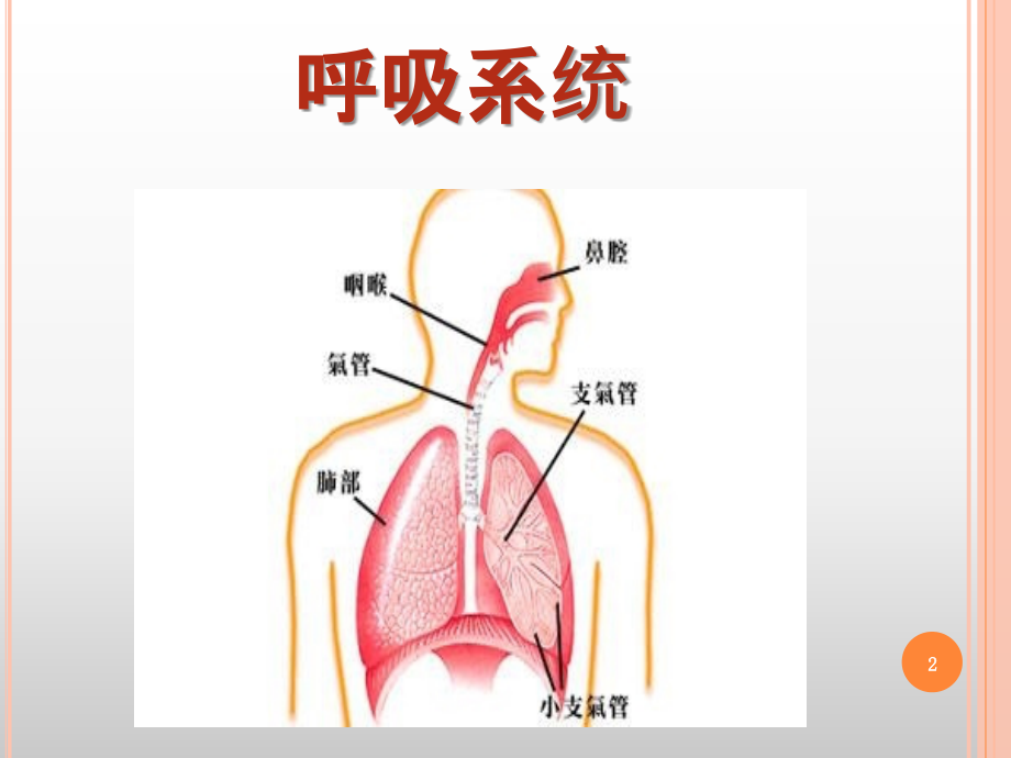 呼吸系统常见疾病体征参考PPT_第2页