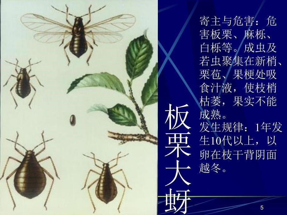 园林植物常见病虫害参考PPT_第5页