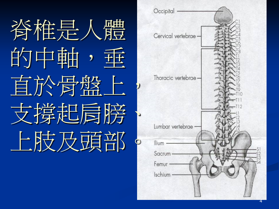 《有关脊椎一定要看》参考PPT_第4页