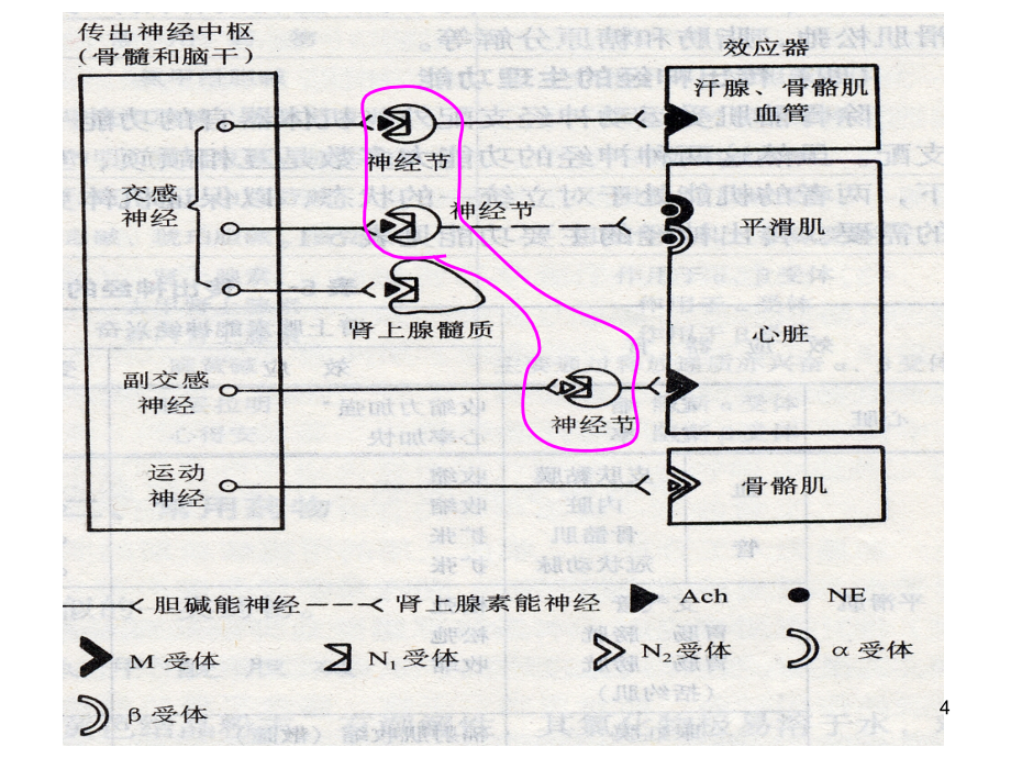 作用于传出神经系统的药物参考PPT_第4页