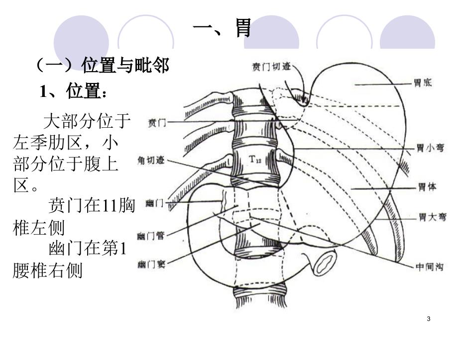 胃和阑尾的位置毗邻、腹膜包被关系、血液供应、神经支配、淋巴回流参考课件_第3页