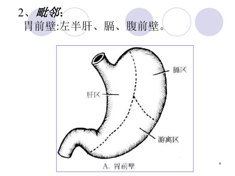 胃和阑尾的位置毗邻、腹膜包被关系、血液供应、神经支配、淋巴回流参考课件_第4页