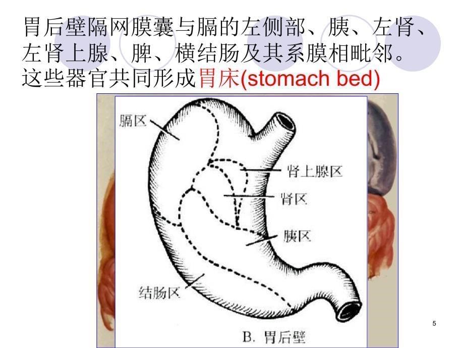 胃和阑尾的位置毗邻、腹膜包被关系、血液供应、神经支配、淋巴回流参考课件_第5页