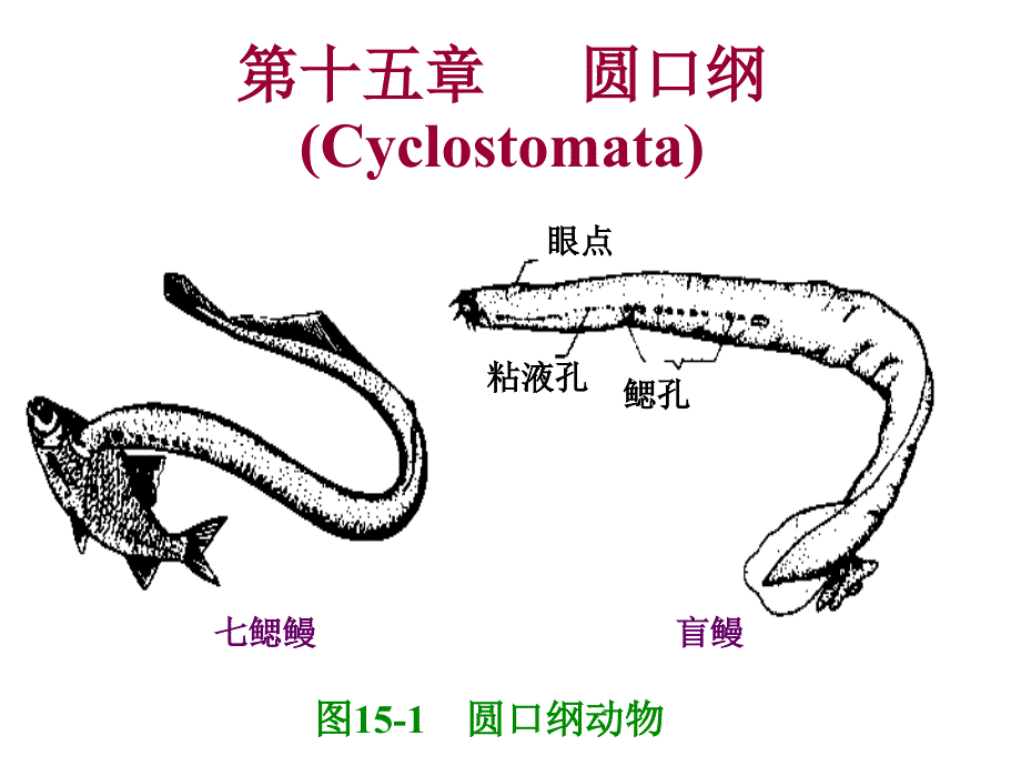 普通动物学第15章圆口纲参考PPT_第1页