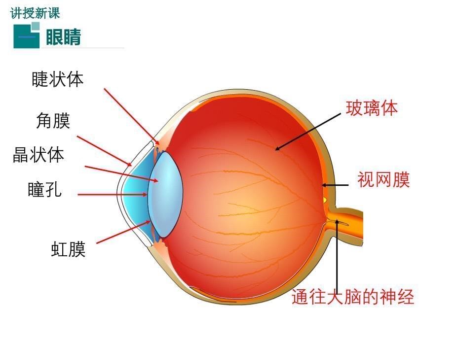 6.第六节神奇的眼睛（第1课时）_第5页