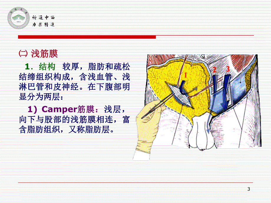 医用局部解剖学腹前外侧壁参考PPT_第3页