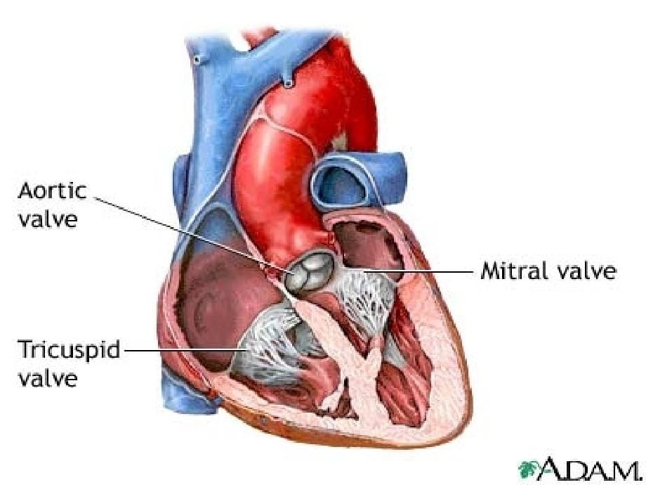 后天性心脏病的外科治疗参考PPT_第5页