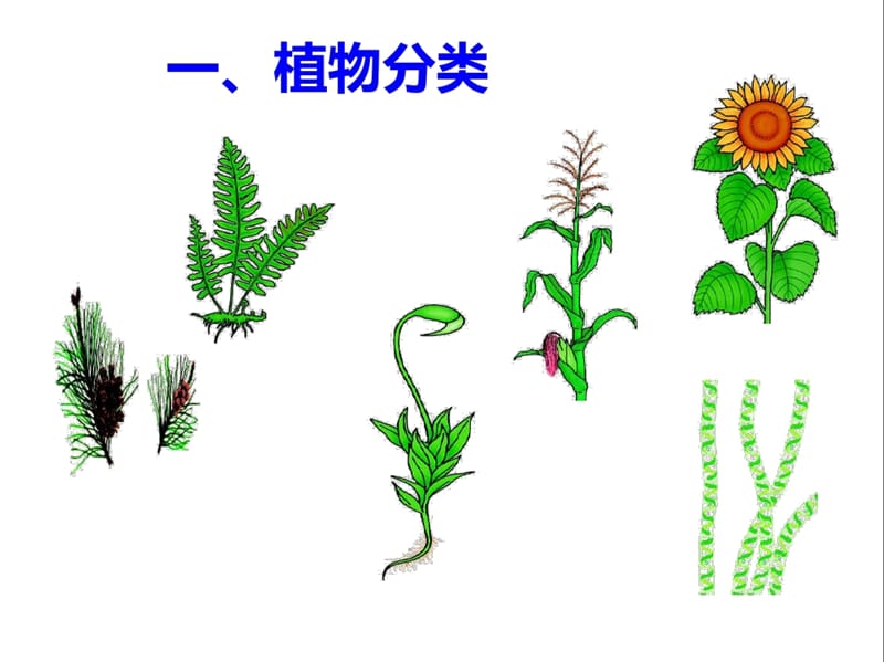 人教版八上6.1.1尝试对生物进行分类课件(共24张PPT)_第4页