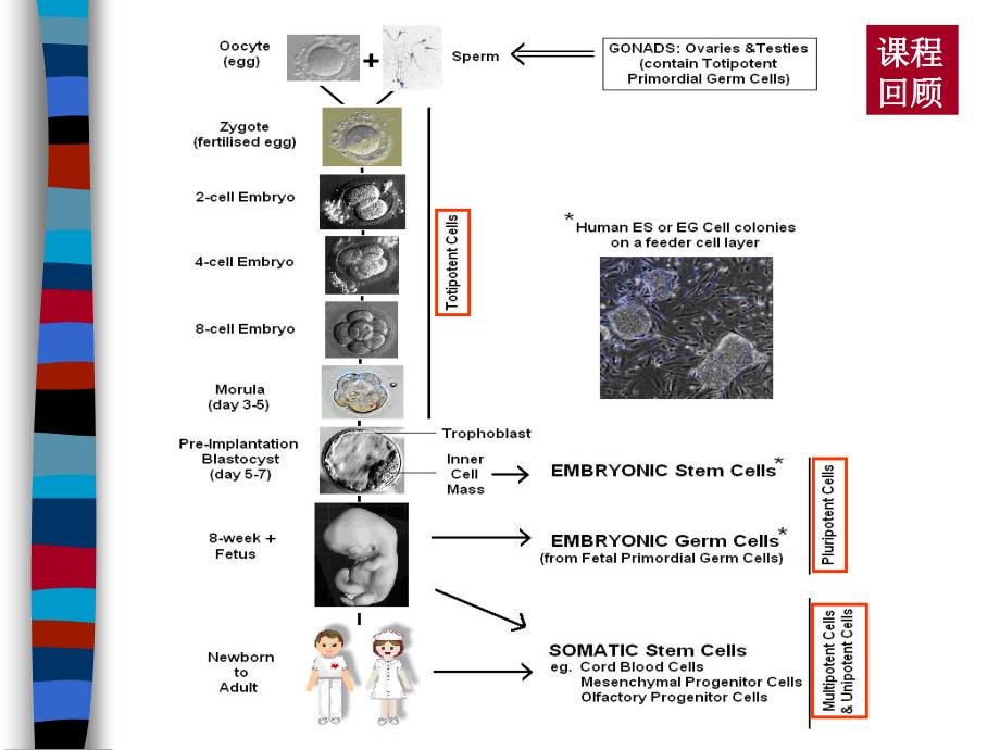 干细胞生物学与疾病治疗LYX-2_第2页