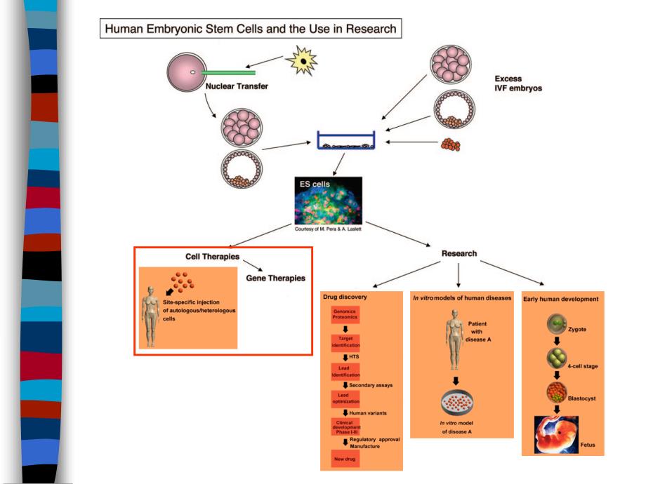 干细胞生物学与疾病治疗LYX-2_第4页