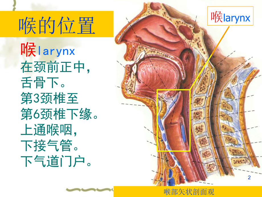 《ENT解剖喉》演示PPT_第2页