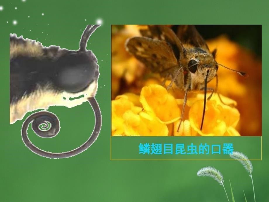 鳞翅目昆虫(好)_第5页