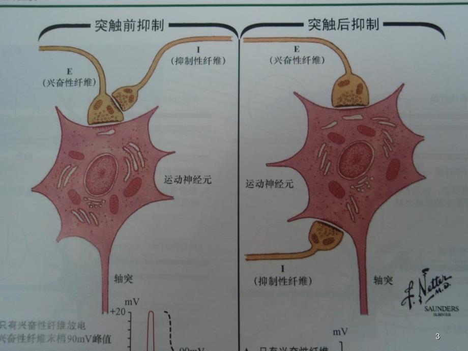 《神经递质和调质》_第3页