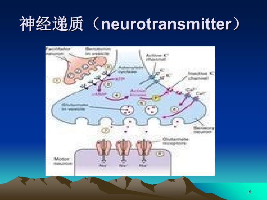 《神经递质和调质》_第4页