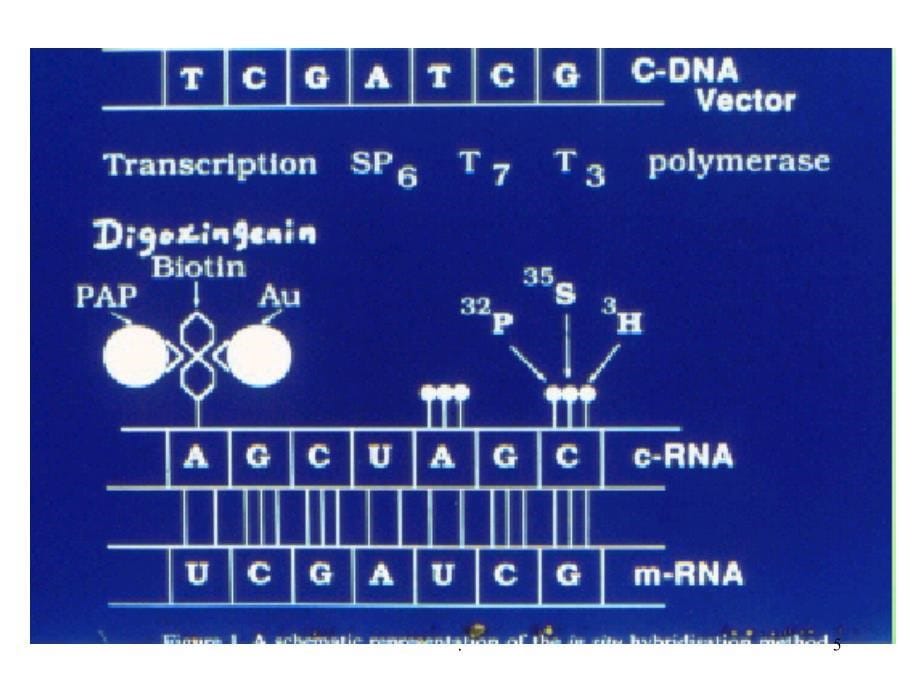 原位杂交技术原理及其应用PPT课件_第5页