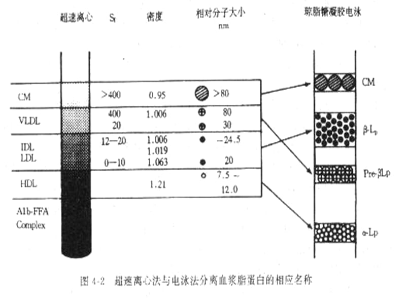 《血浆脂蛋白》_第5页