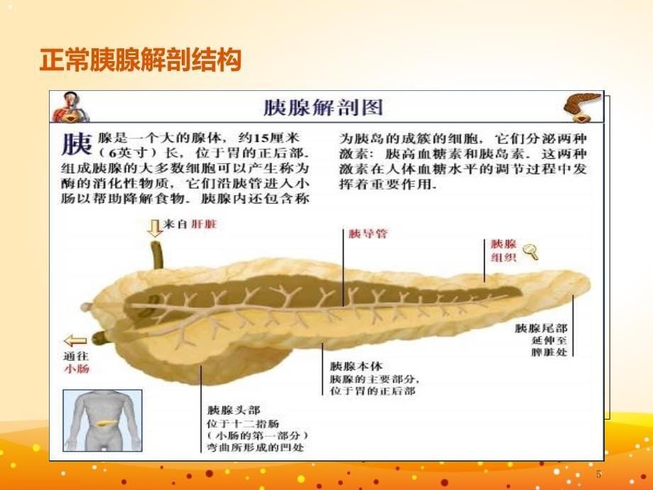 《重症急性胰腺炎》_第5页