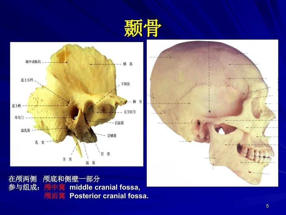 《耳的解剖与生理》_第5页