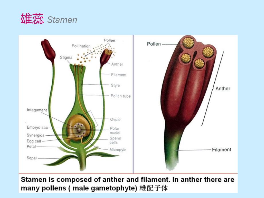 植物学雌雄配子体的形成PPT课件_第4页