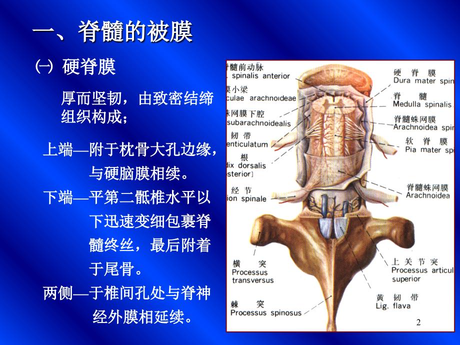 《脑和脊髓的被膜》_第2页