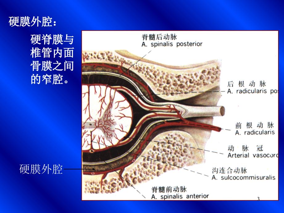 《脑和脊髓的被膜》_第3页