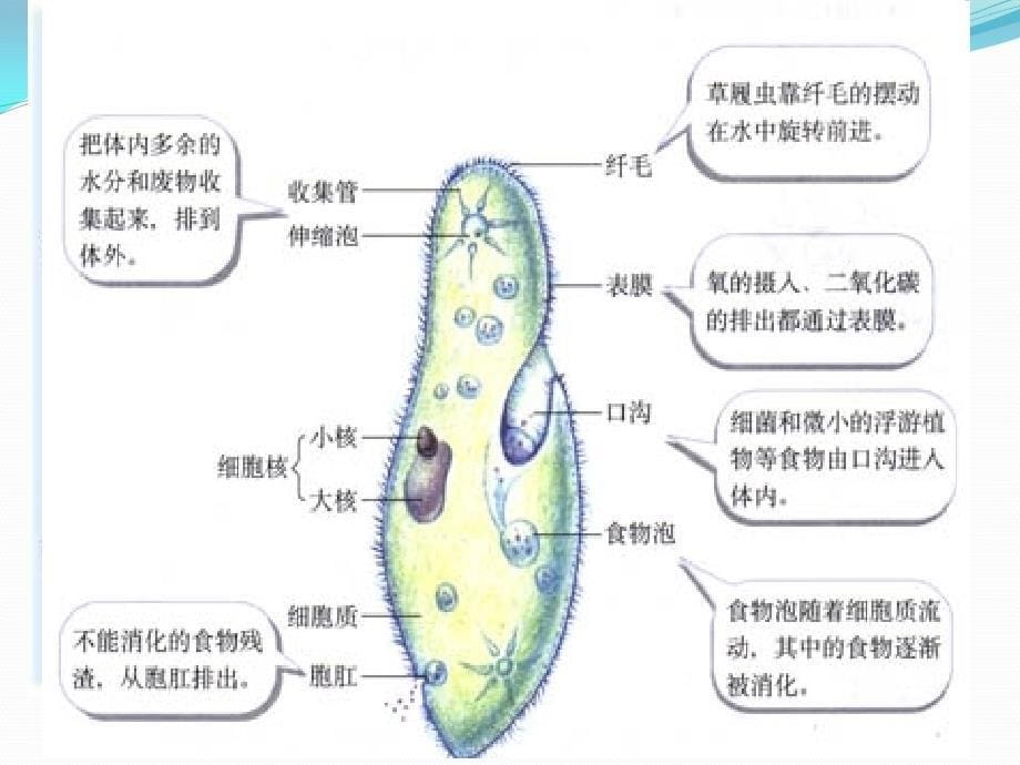 初中生物优质教学课件精选——《单细胞生物》课件1_第5页