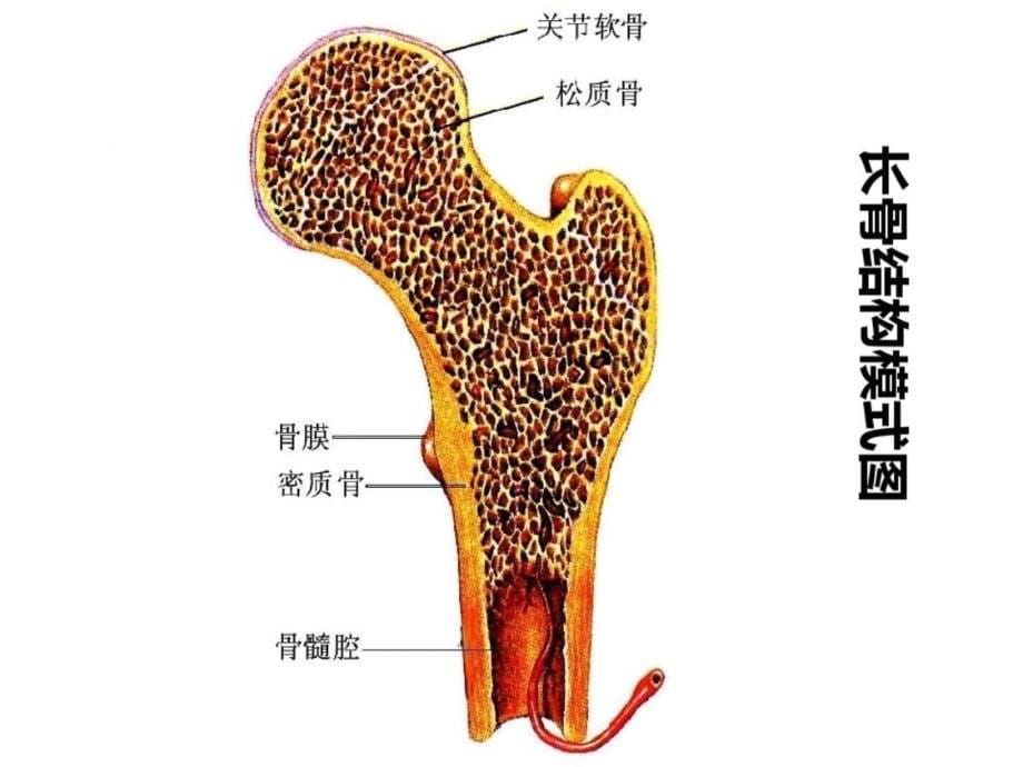 抗骨质疏松药物-完整版_第5页