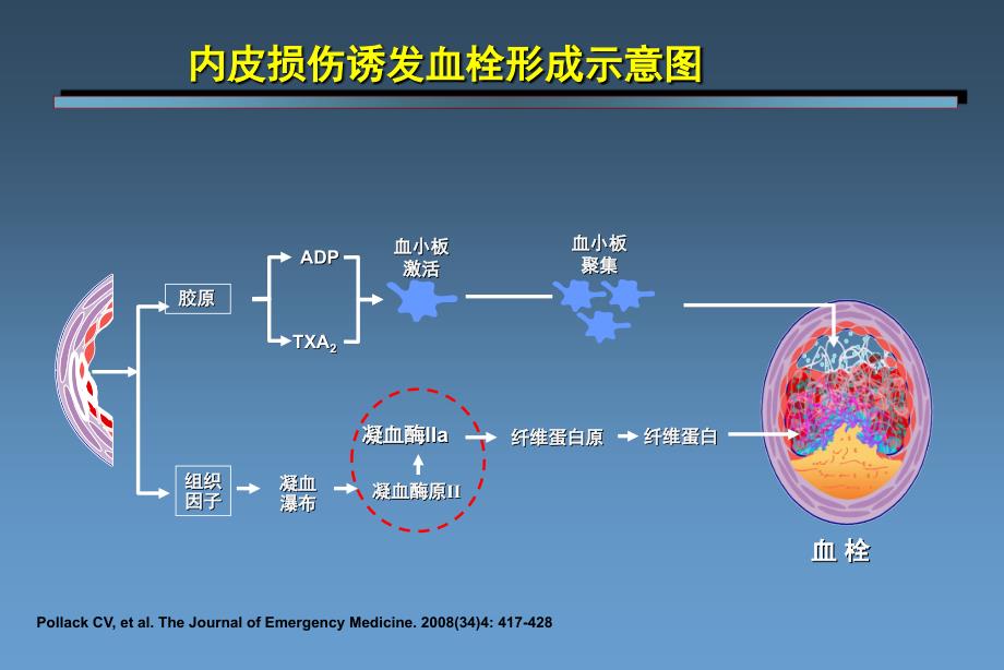 332编号从普通肝素到磺达肝癸钠肝素类抗凝药物研发历程_第4页