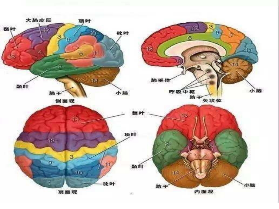 免疫调节PPT课件 (优质公开课)精品_第3页