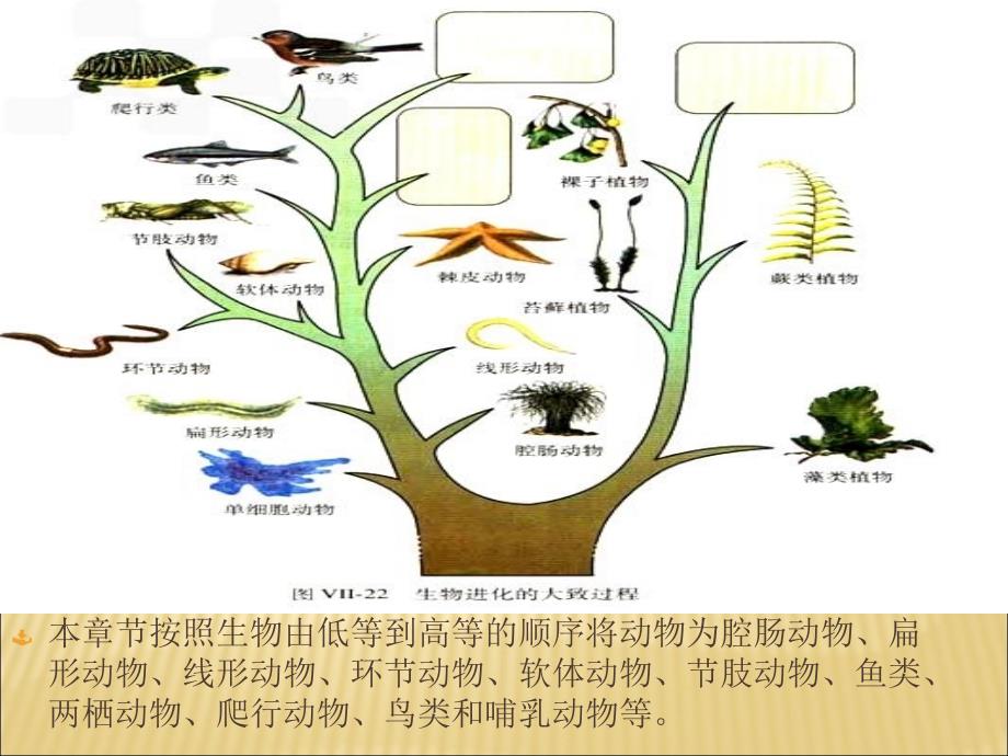 上册生物-第一章-第一节：《腔肠动物和扁形动物》演示课件_第2页