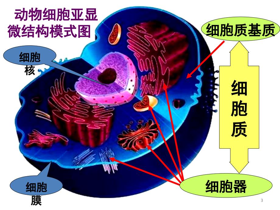 人教版教学课件生物精华课件细胞器——系统内的分工合作演示课件_第3页