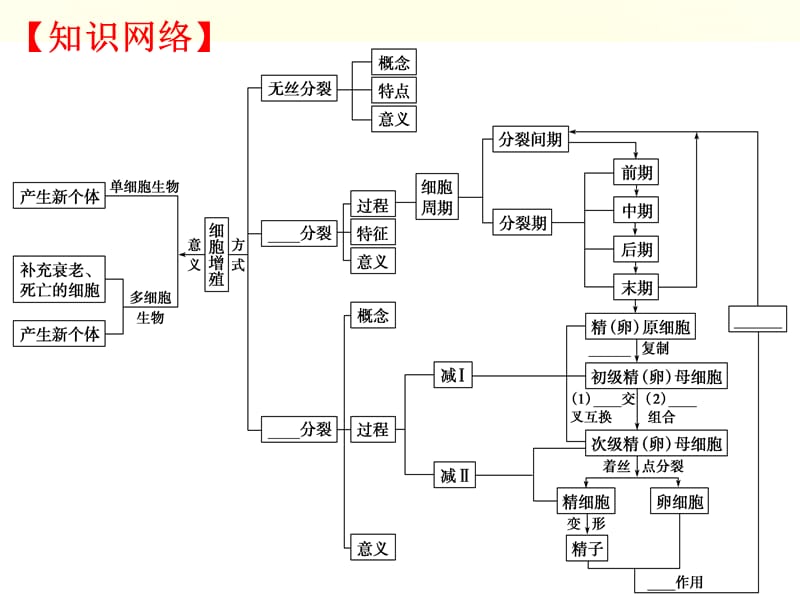 高中生物复习细胞的生命历程_第3页