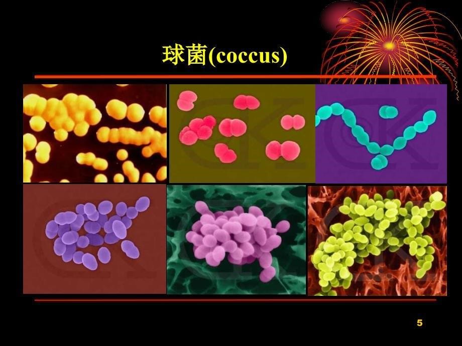 园林植物病理学第三章植物病原细菌和其它原核生物演示课件_第5页