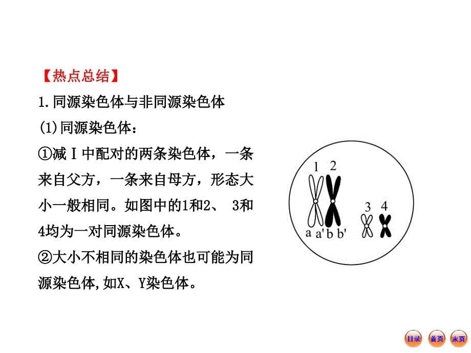 高考一轮生物复习课件小专题复习课热点总结与高考预测三人教版演示课件_第5页