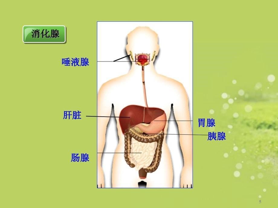 生物第8章第2节食物的消化和营养物质的吸收课件北师大版七年级下演示课件_第5页