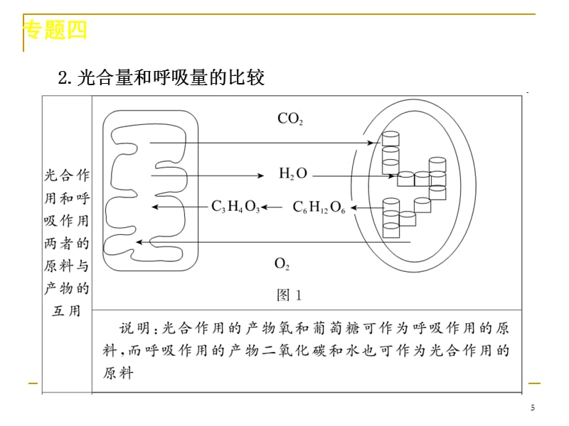 高考生物二轮复习课件专题四两个重要的生理作用ash演示课件_第5页