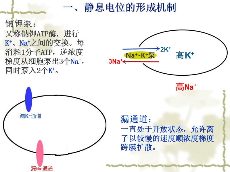 静息电位和动作电位的形成5_第2页