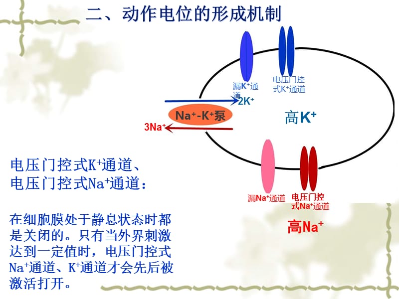 静息电位和动作电位的形成5_第4页