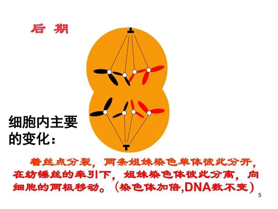 高中生物第二章第一节减数分裂和受精作用一课件人教版必修演示课件_第5页