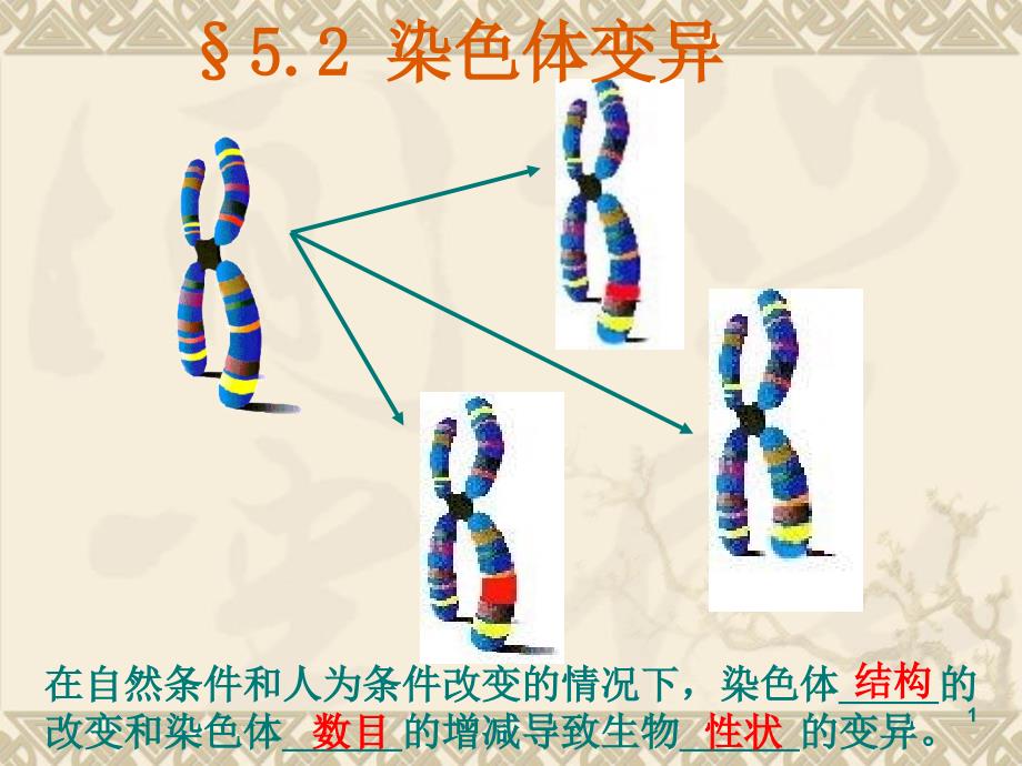 高中生物染色体变异的课件新人教版必修演示课件_第1页