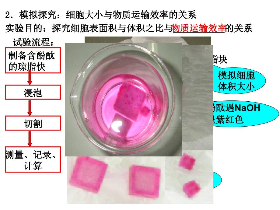 高中生物复习细胞分裂 (2)_第2页